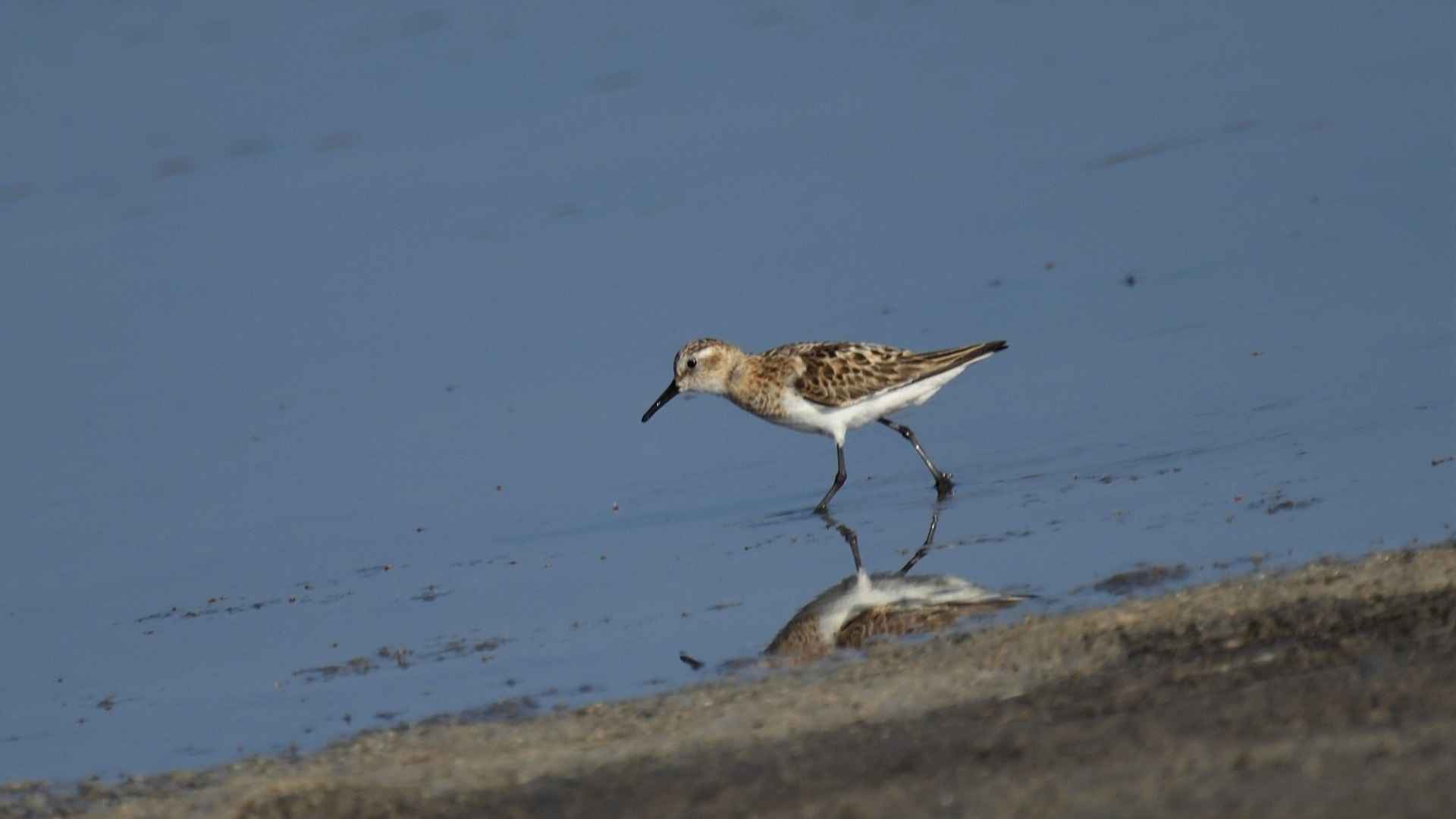 Little Stint